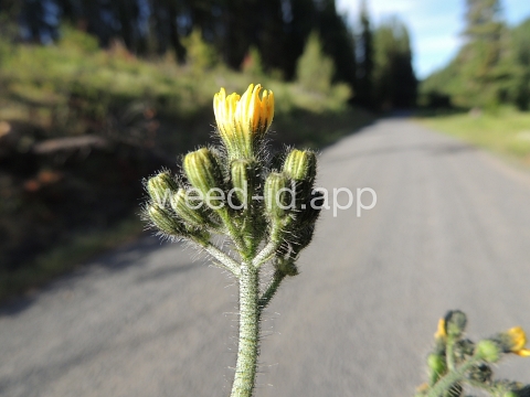 hawkweed, yellow